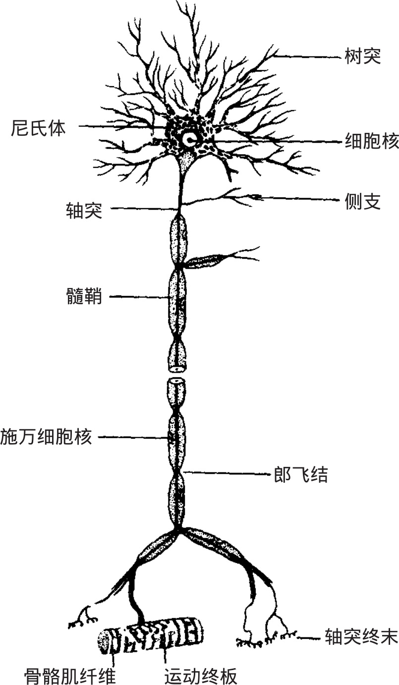 神经细胞又称神经元,是神经系统结构和功能的基本单位,接受刺激,整合