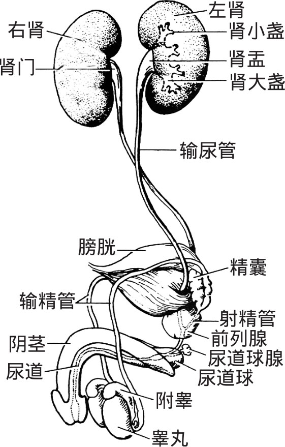 首页分类免费排行 我的书架 第一节 概述 一,泌尿系统的组成和功能