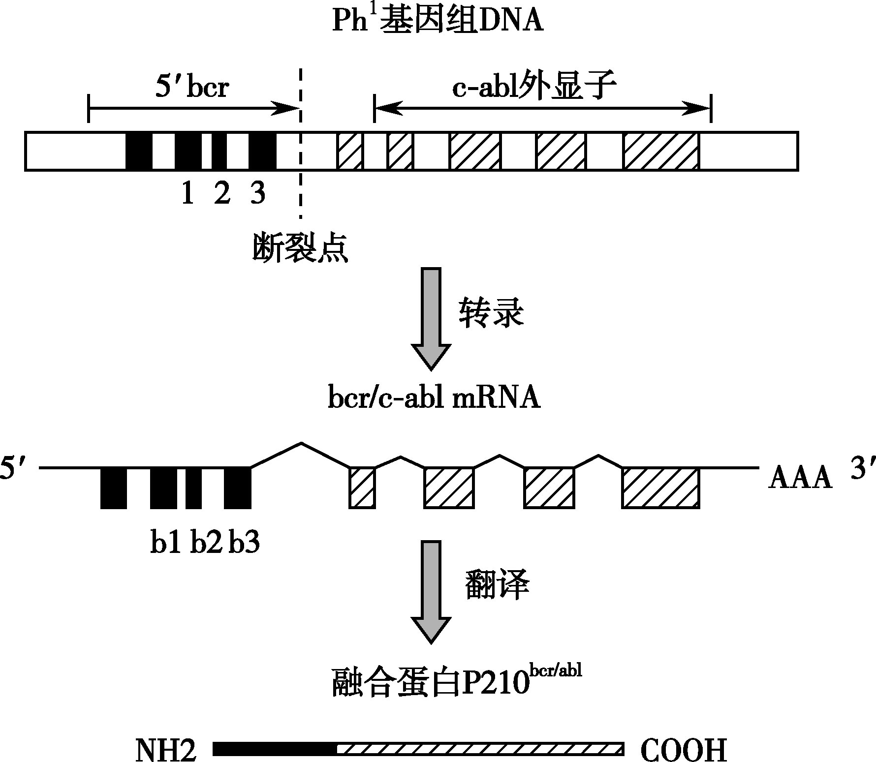 bcr            -              abl            融合基因