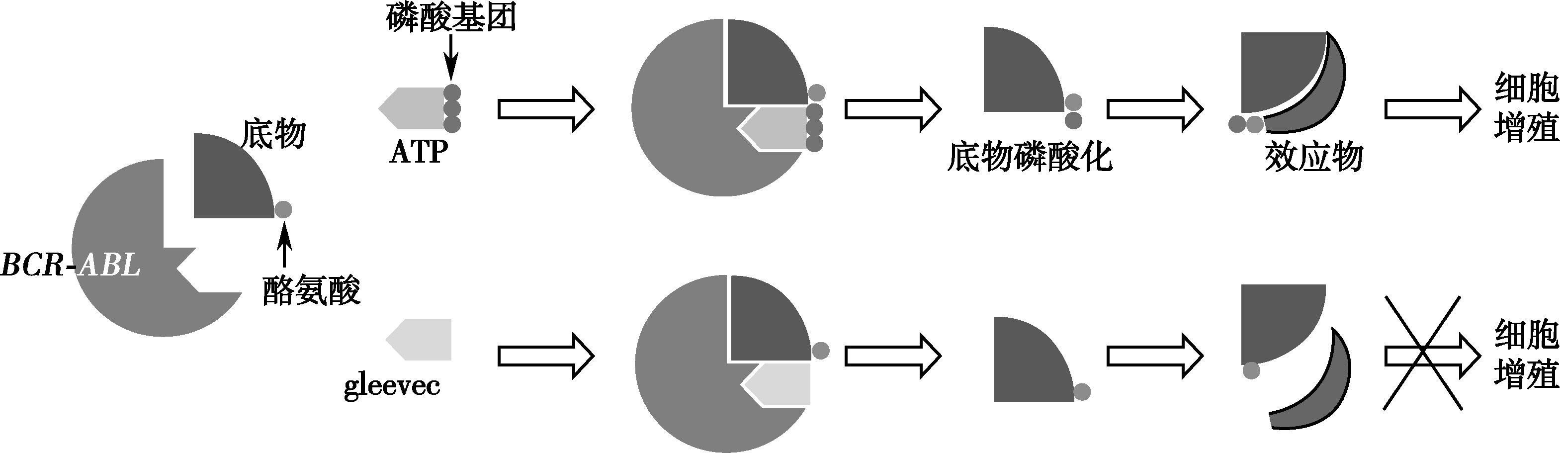 图16-3-2 甲磺酸伊马替尼作用机制示意