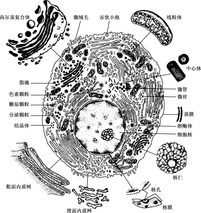 图2-2 电镜下的细胞结构示意图
