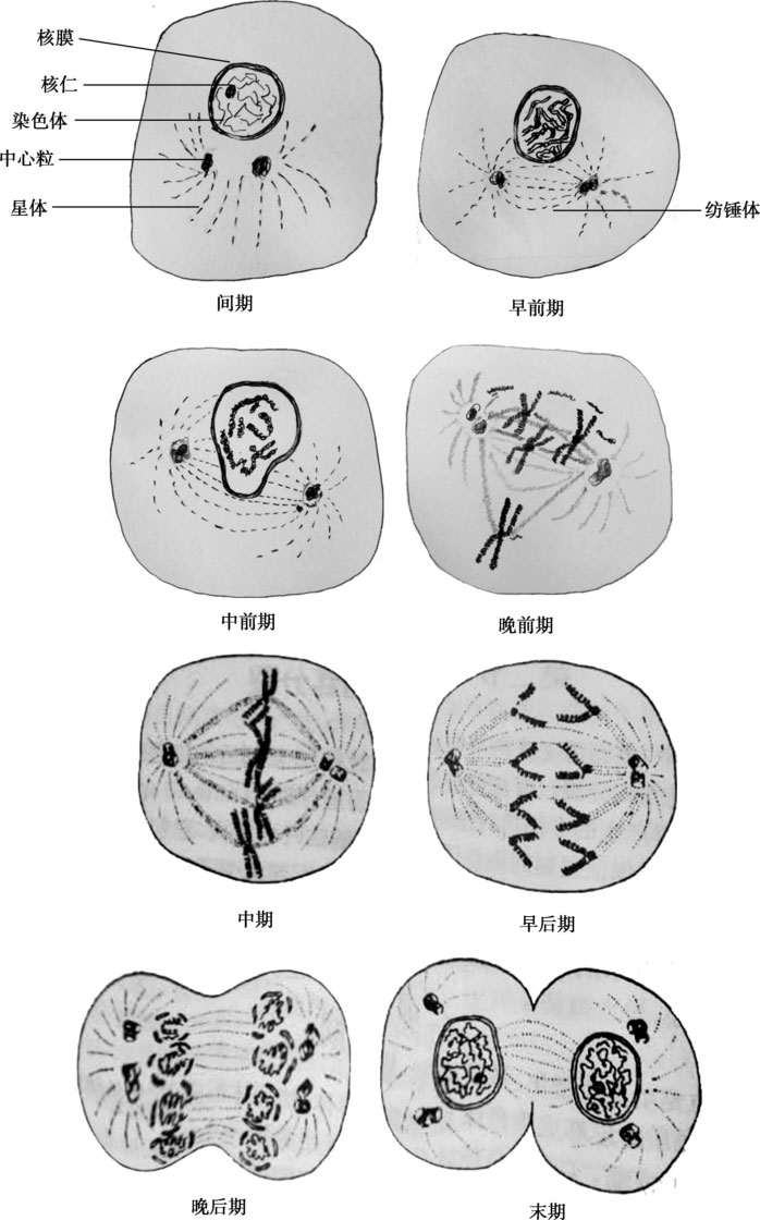 图2-5 细胞有丝分裂过程示意图