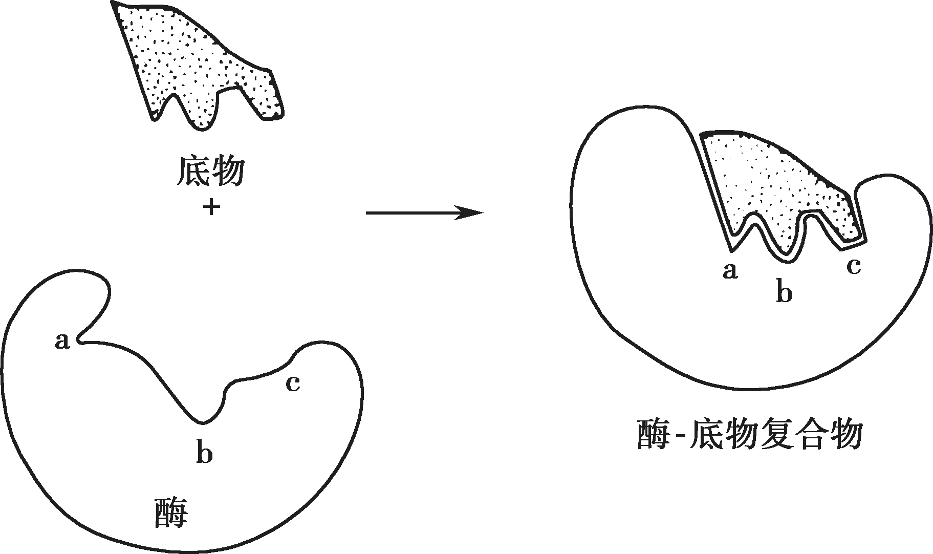 图4-7 酶与底物结合的诱导契合模型