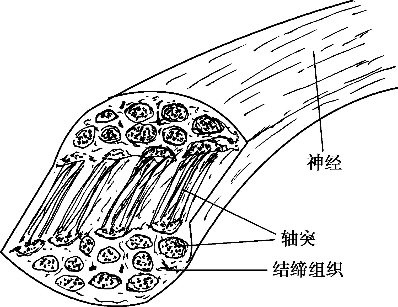 图2-2-7 神经纤维(束)的结构模式图