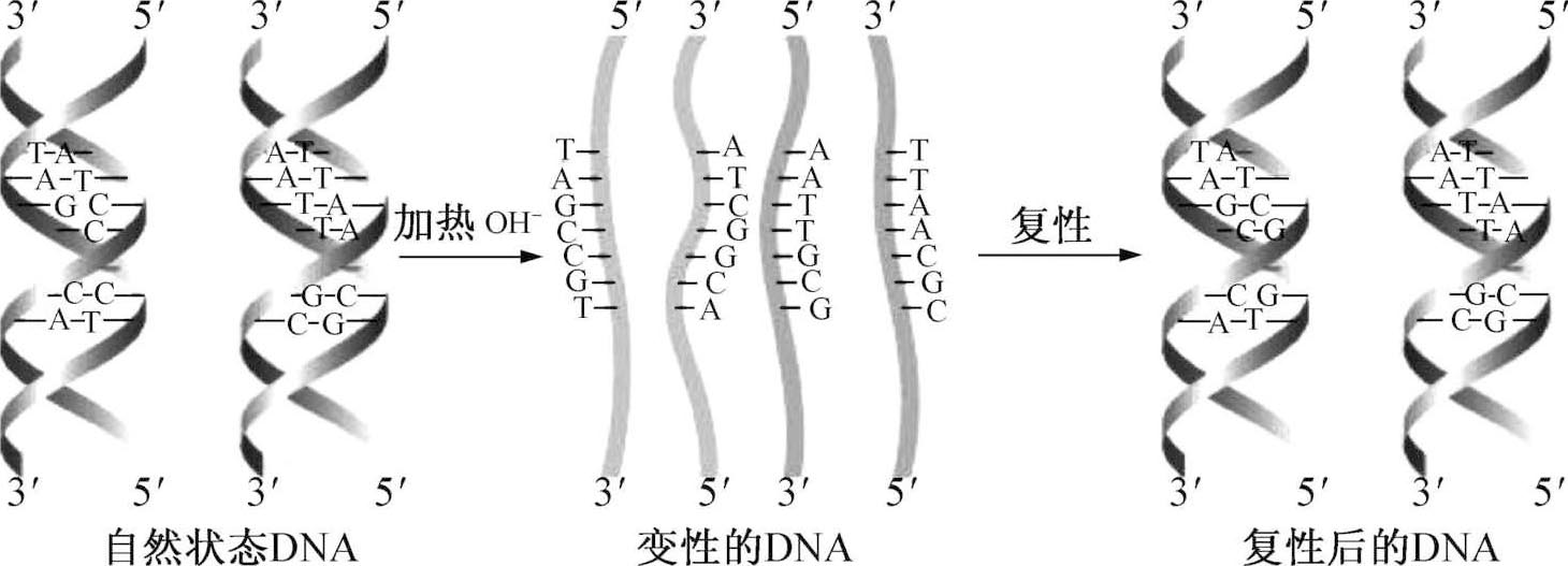 DNA变性 - 随意云