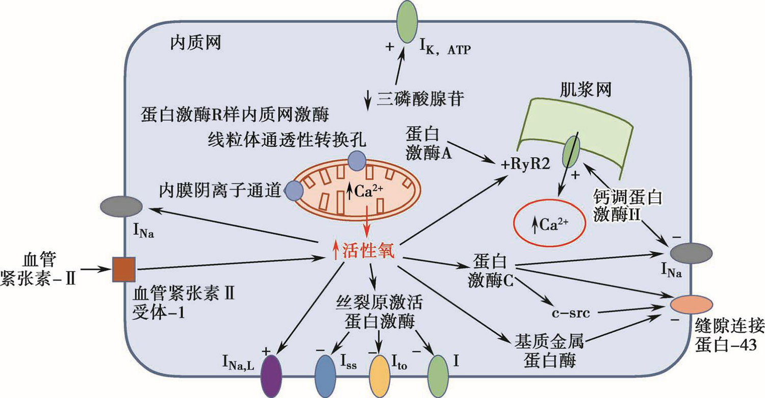 中國心律學2017最新章節_郭繼鴻著_掌閱小說網