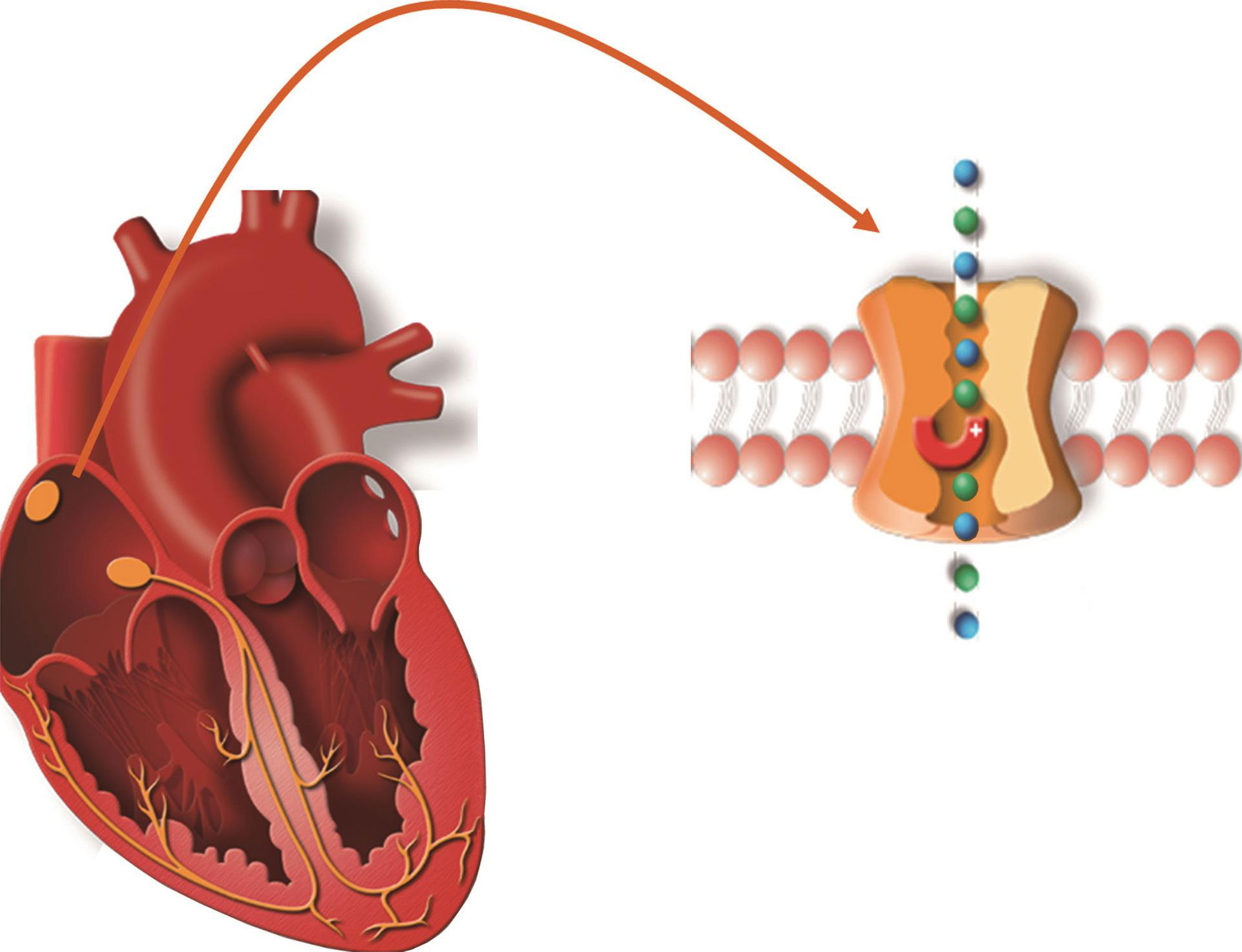 图1-2-8 窦房结细胞的i              f            通道