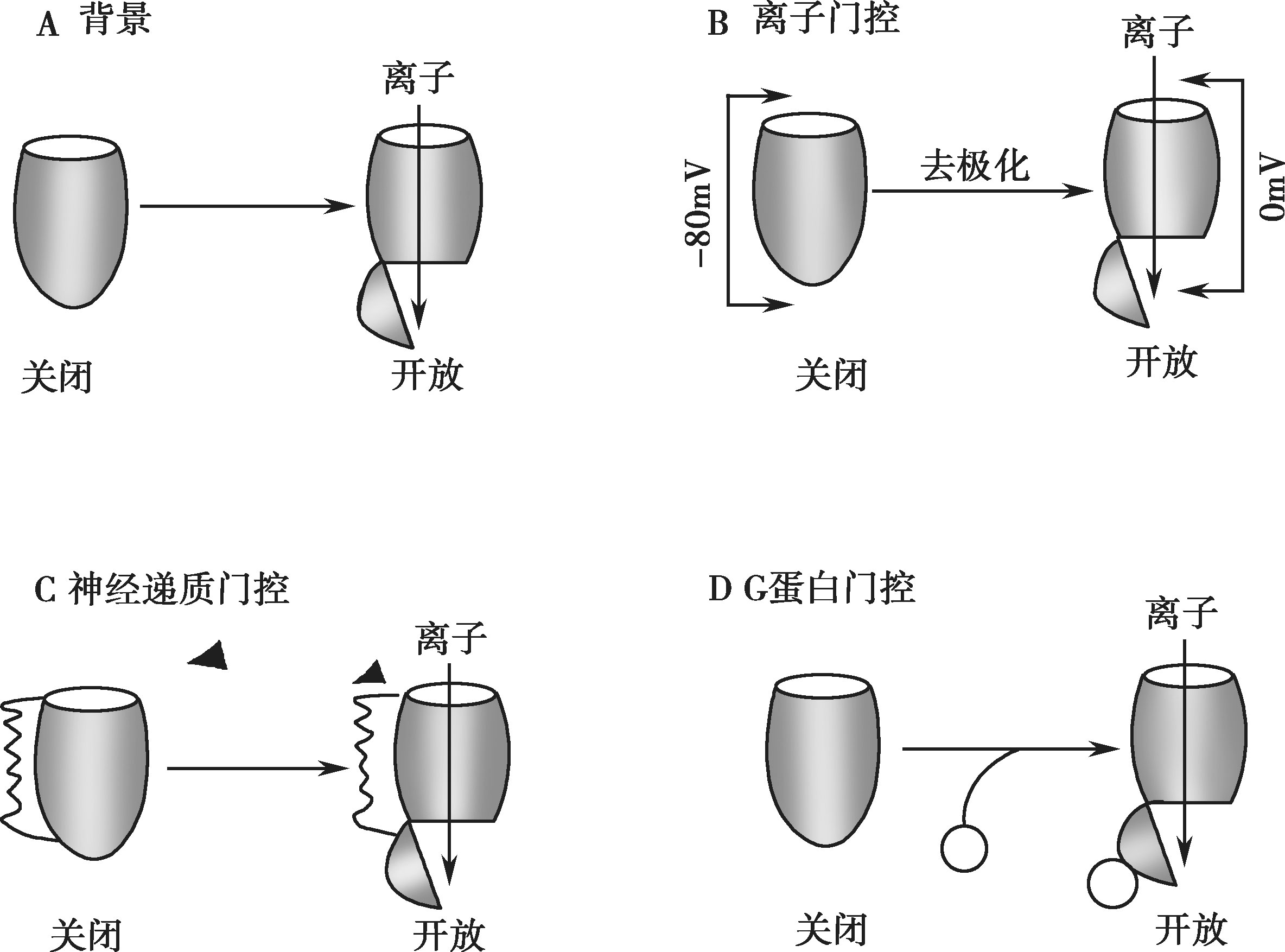 通道:由变化的电位控制其开放与关闭,一定的电位使其激活或失活(离子