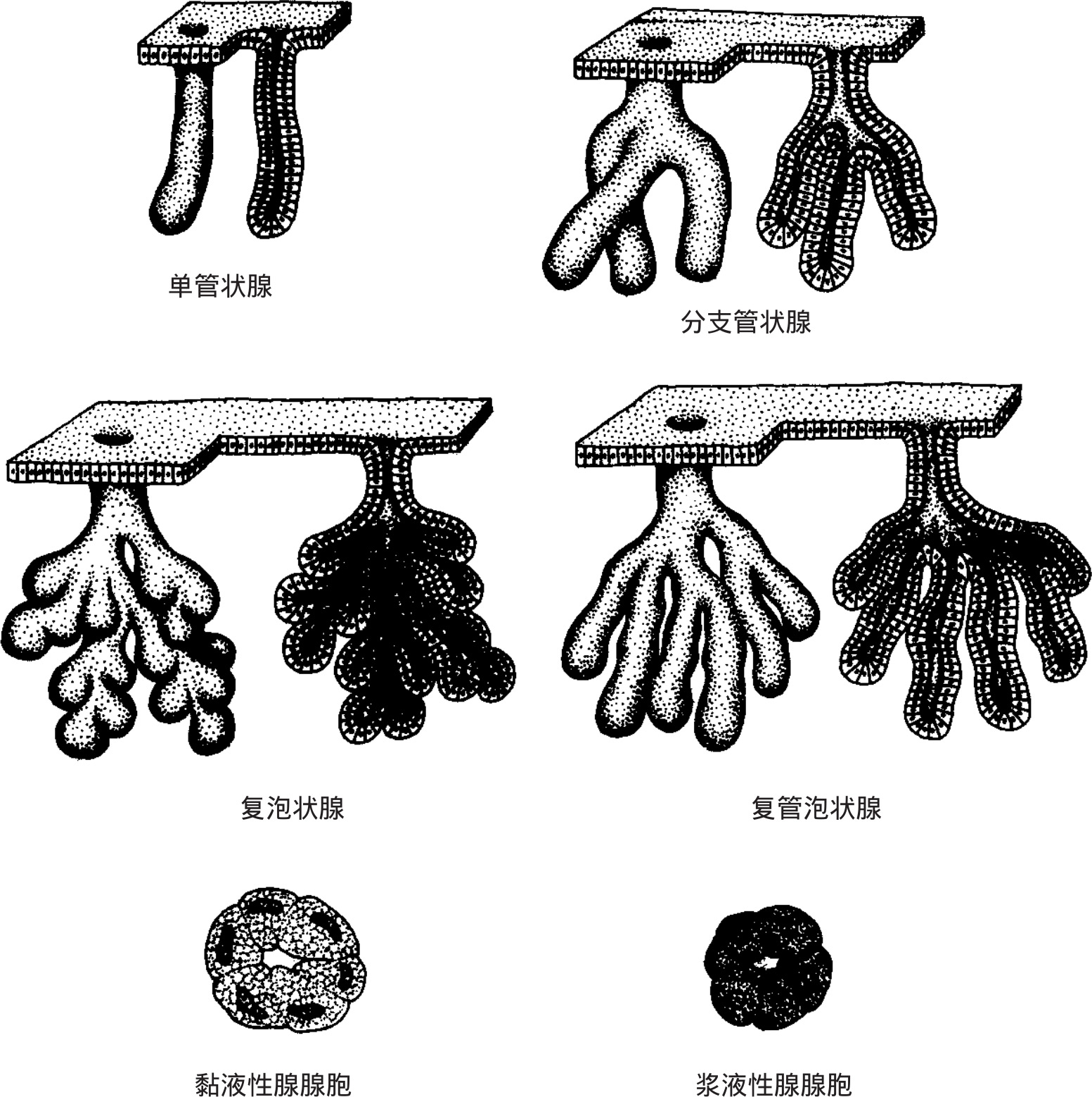 图2-16 外分泌腺的形态