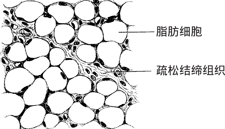 图2-19 脂肪组织