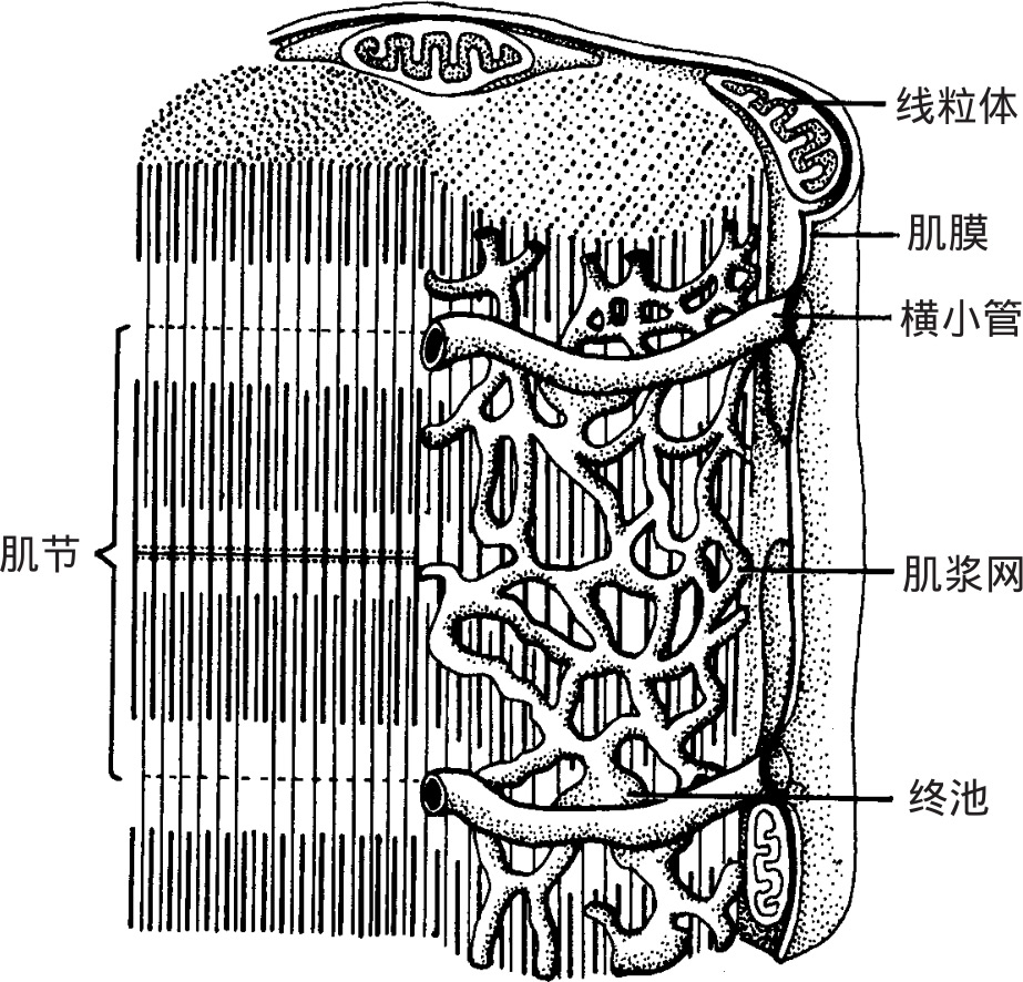 心肌细胞模式图片