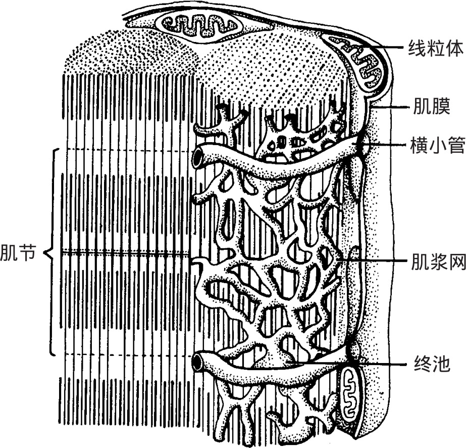 横小管较粗,位于z线水平,肌浆网较稀疏,纵小管欠发达,终池小而少,与横