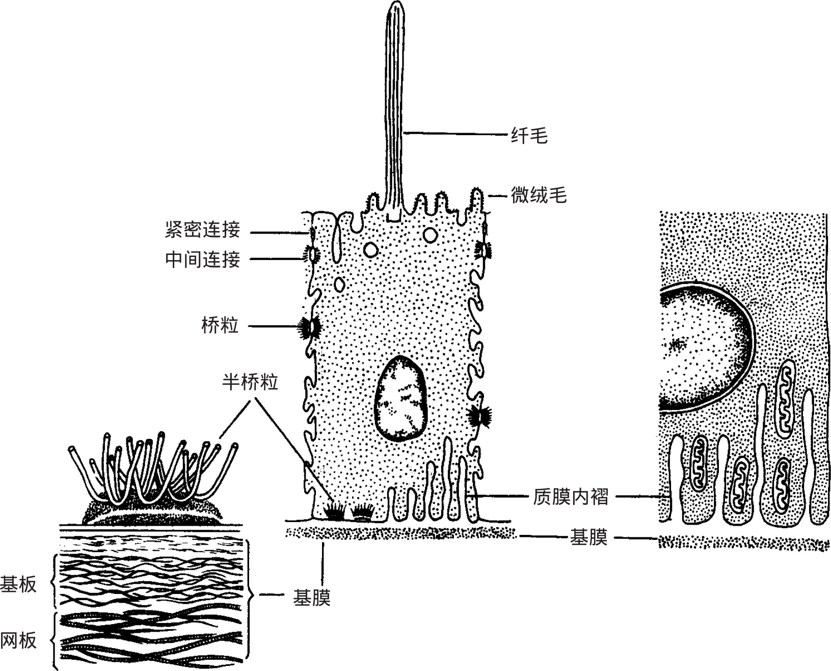 人体解剖生理基础(高职)