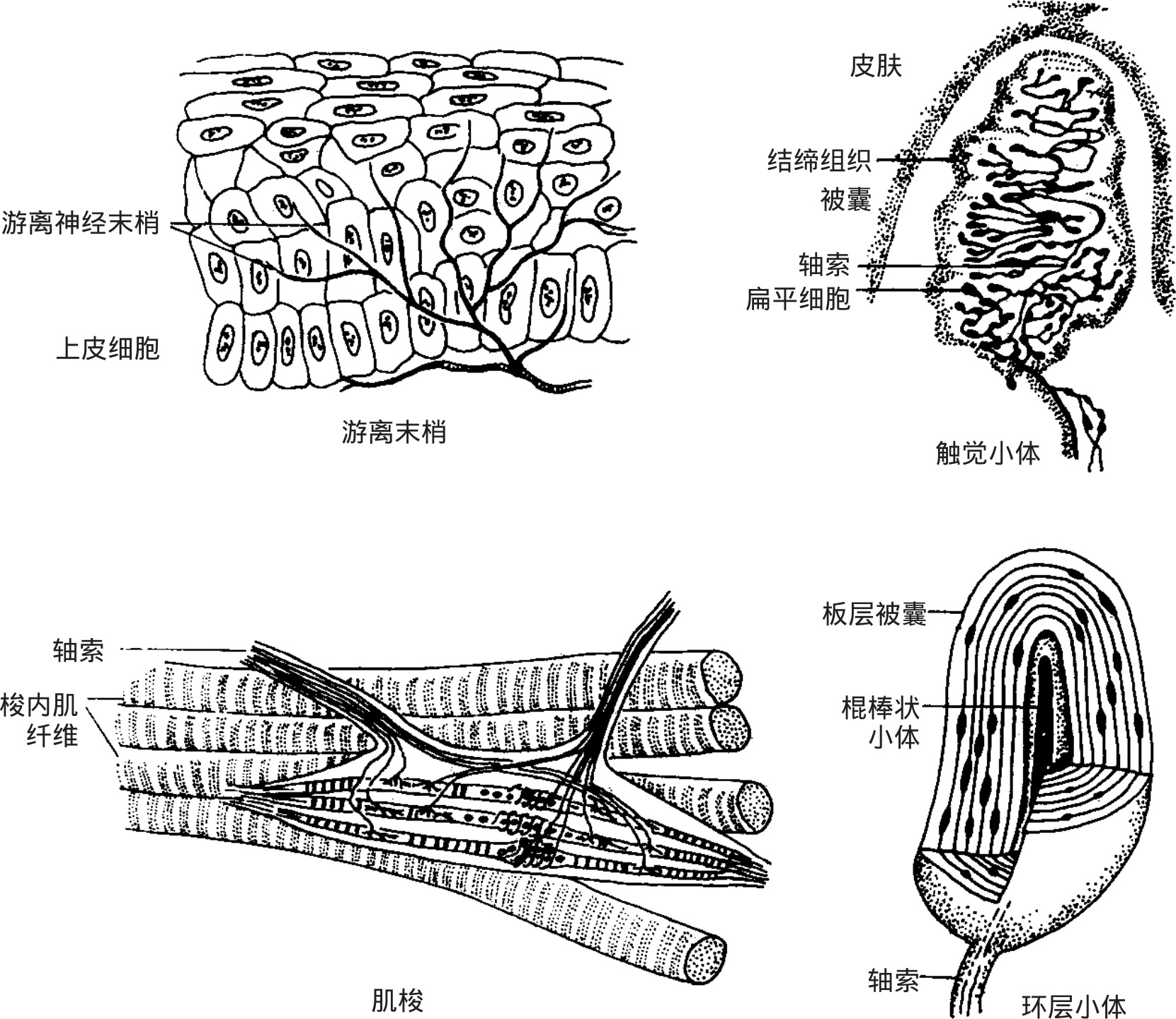 图2-32 各类感觉神经末梢