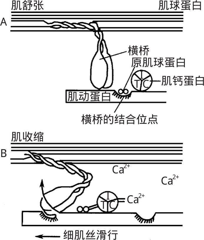 图2-23 肌丝滑行原理