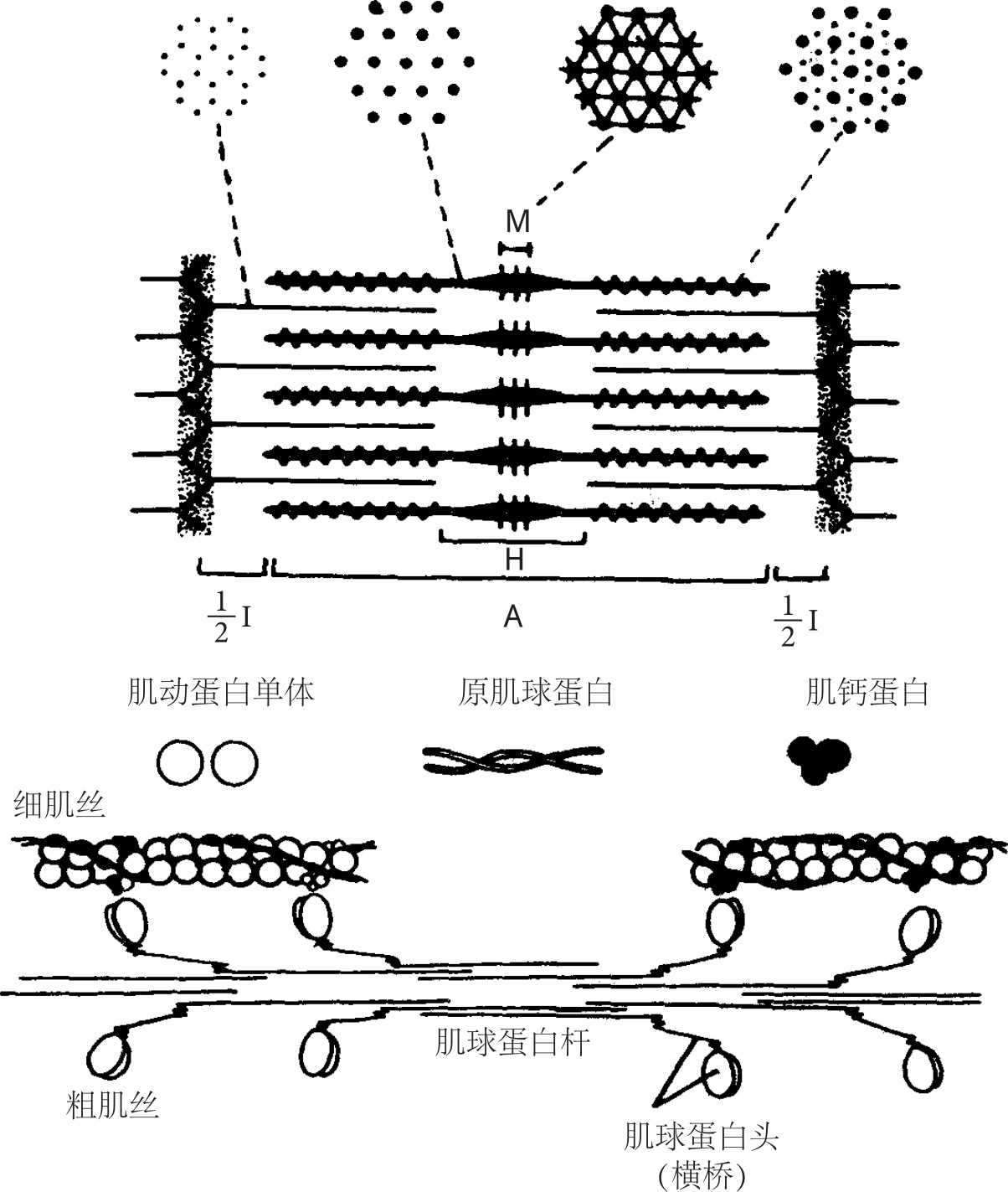 人体解剖生理基础(高职)