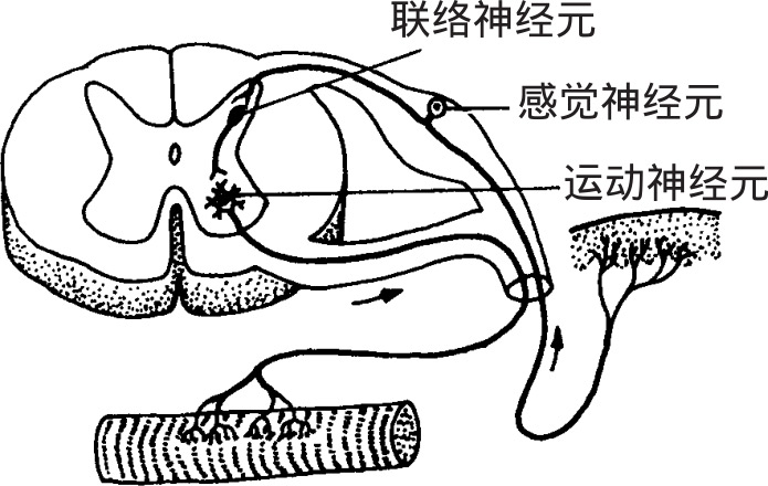 多为假单极神经元,如脊神经节细胞;           运动