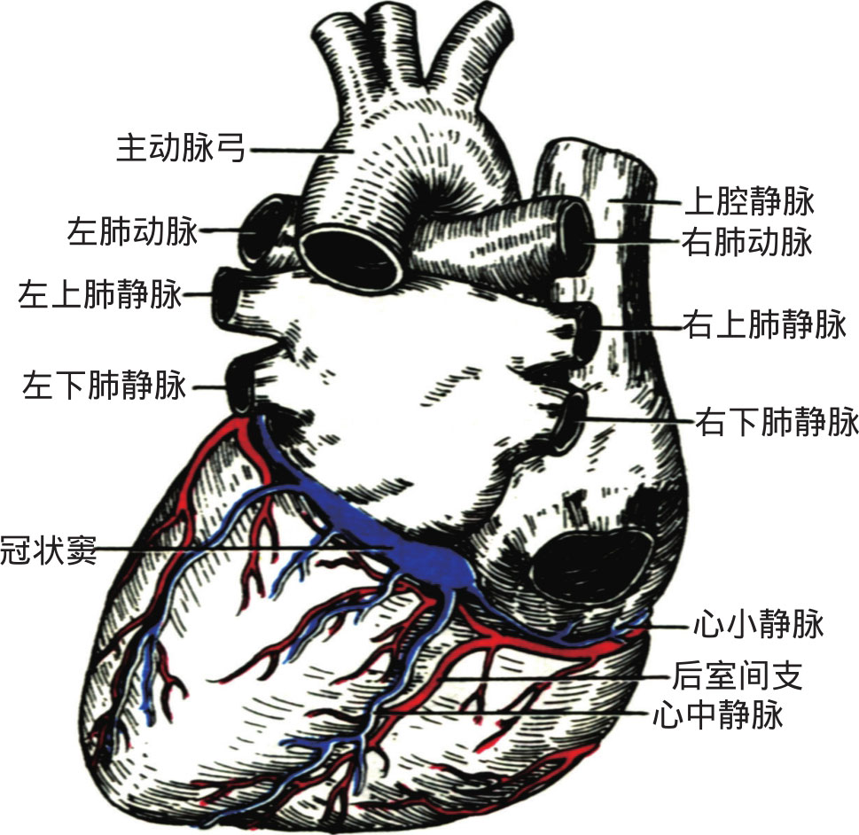 第五节 脉管系统 脉管系统是一系列连续而封闭的管道系统,由心血管