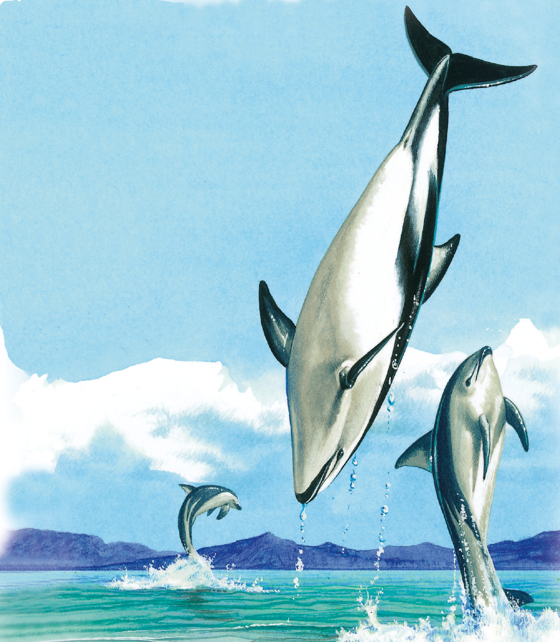 鲸和海豚
