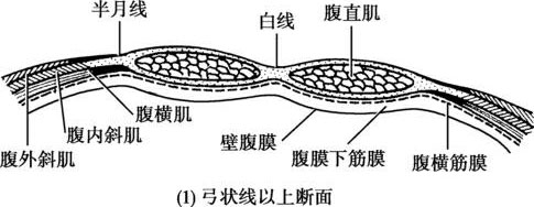 2.7为腹壁不同切面的声像图和解剖图示.          1.皮肤;2.