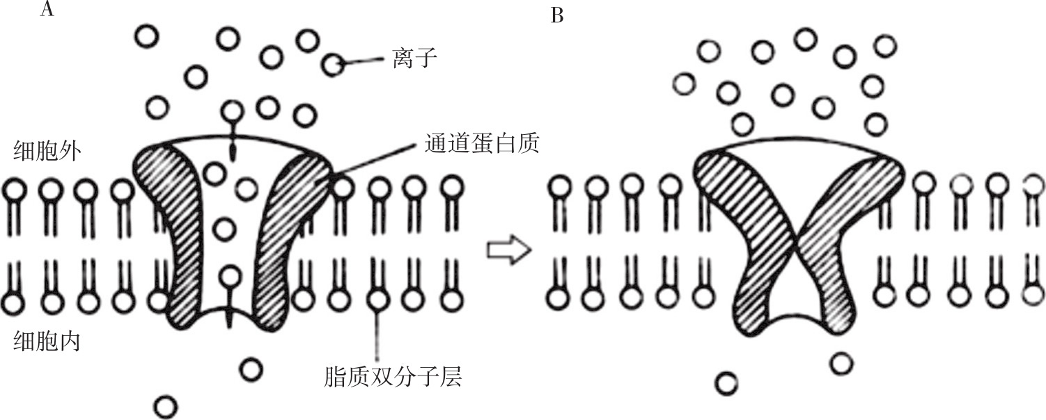 圖2-3 通道易化擴散示意圖