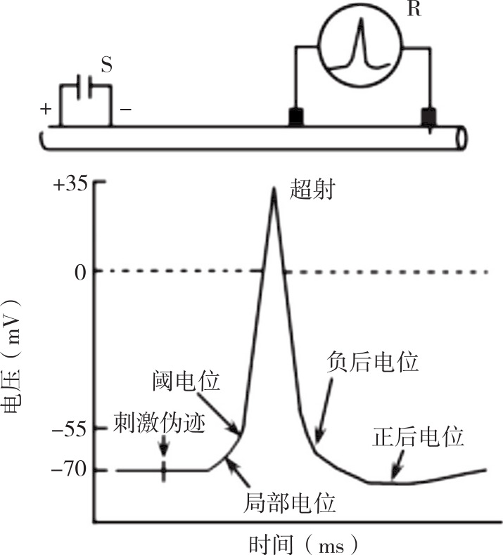 自律细胞动作电位图片