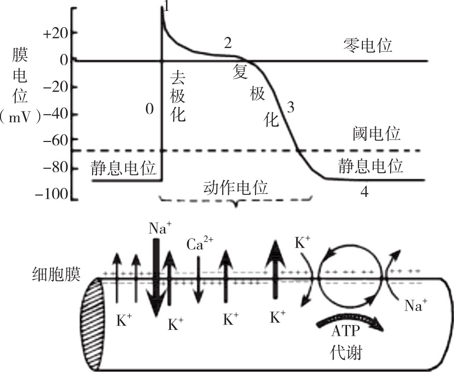 图4-1 心室肌细胞的跨膜电位及其产生机制