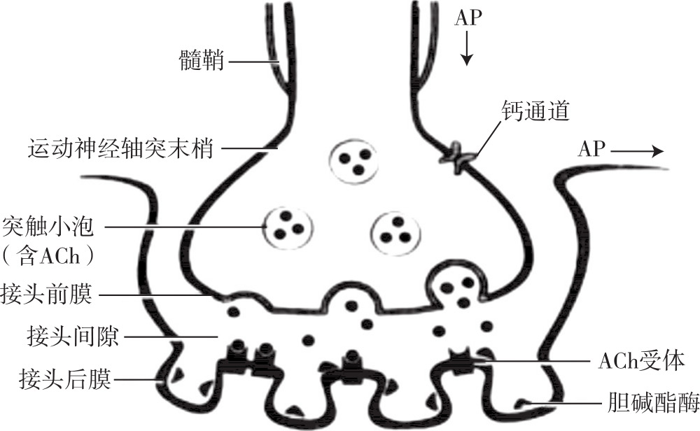 神经肌肉接头的组成图片