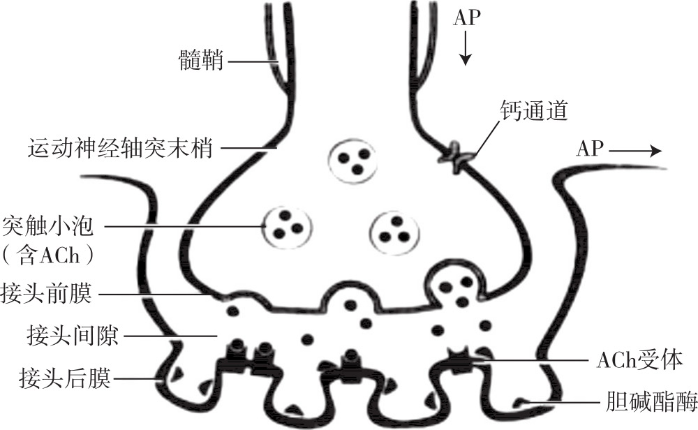 生理学(高职)最新章节_杨桂染著_掌阅小说网