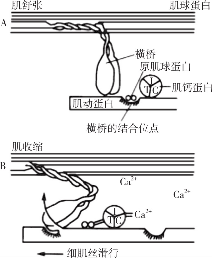 生理学(高职)最新章节_杨桂染著_掌阅小说网