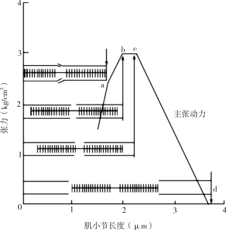 研究表明,当肌肉处于最适初长度时,肌小节的长度是20～2