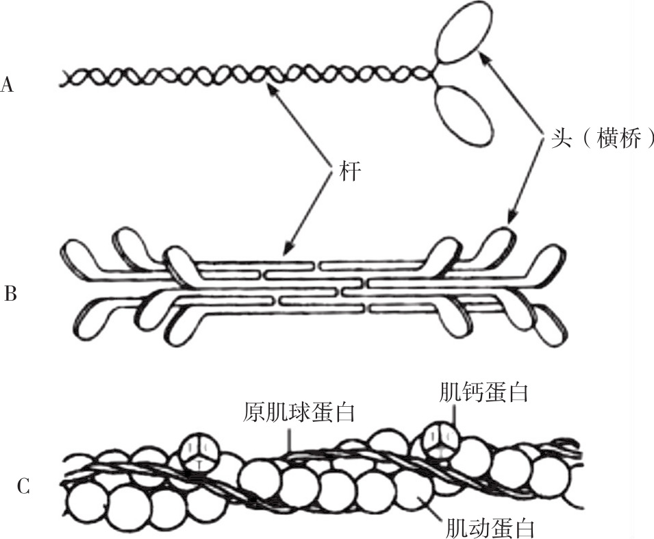 生理学(高职)最新章节_杨桂染著_掌阅小说网