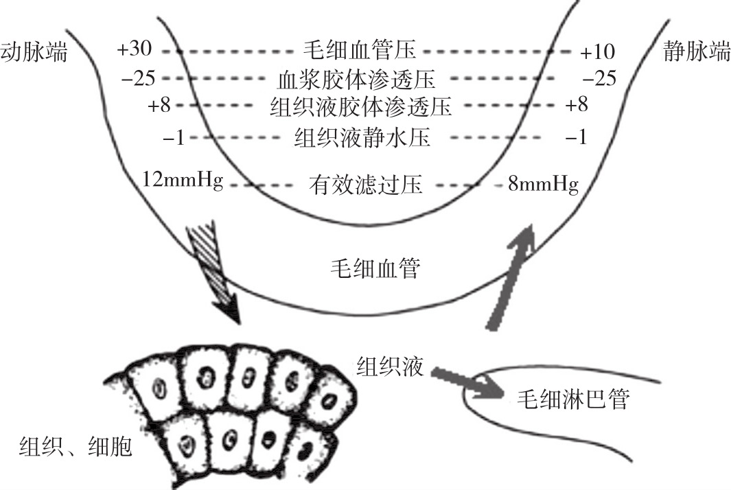 图4-10 组织液的生成与回流
