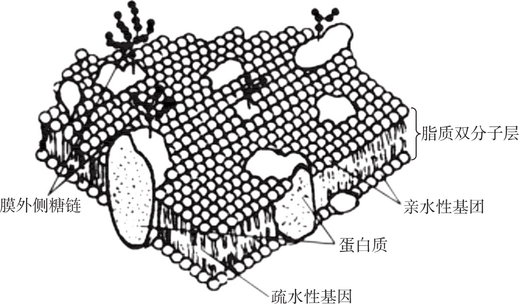 將細胞分隔成細胞內與細胞外環境,細胞膜主要由脂類和蛋白質構成,此外