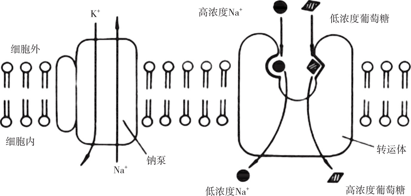 图2-5 继发性主动转运示意图