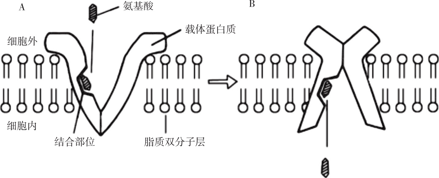 圖2-2 載體易化擴散示意圖