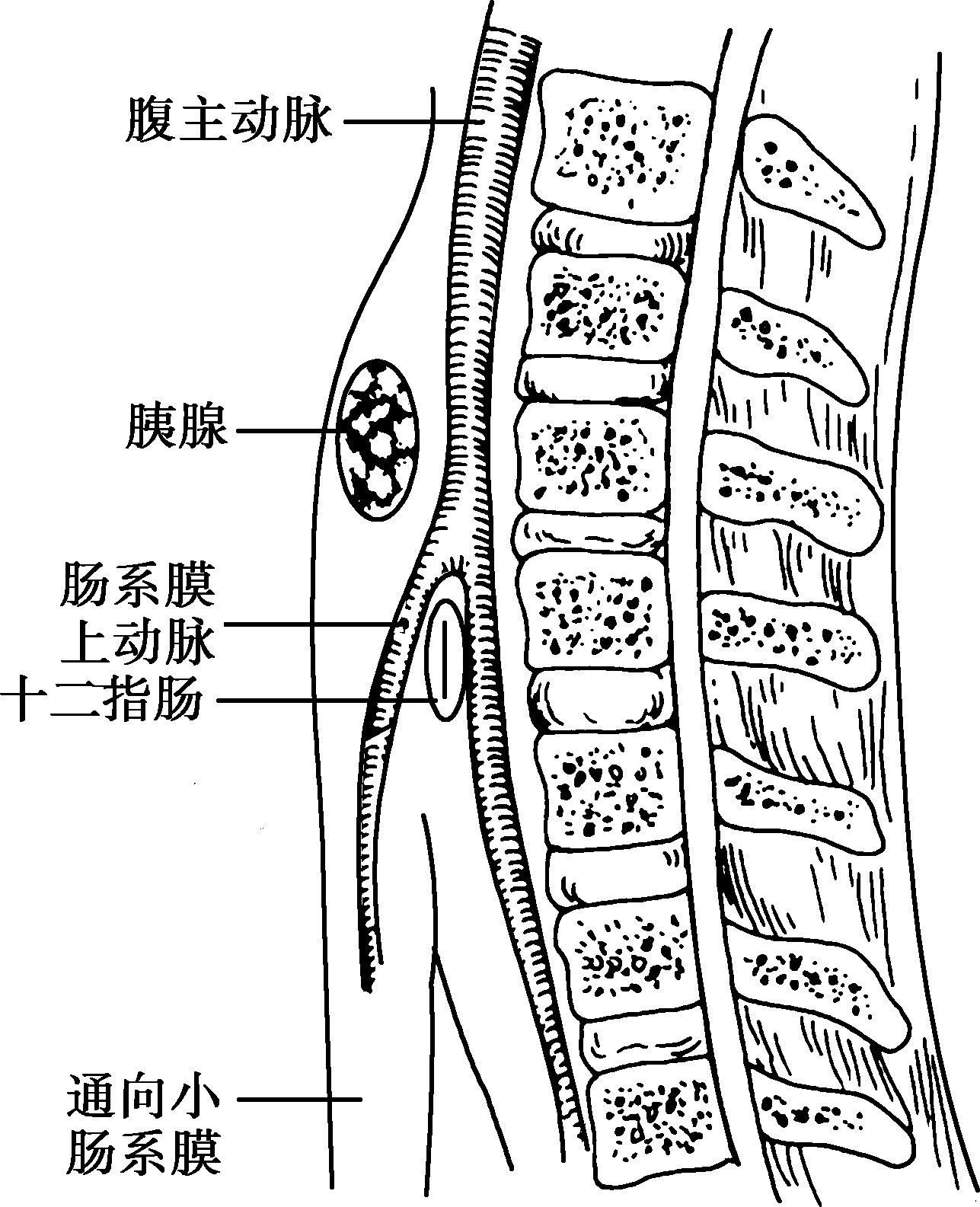 结肠的血管解剖图图片