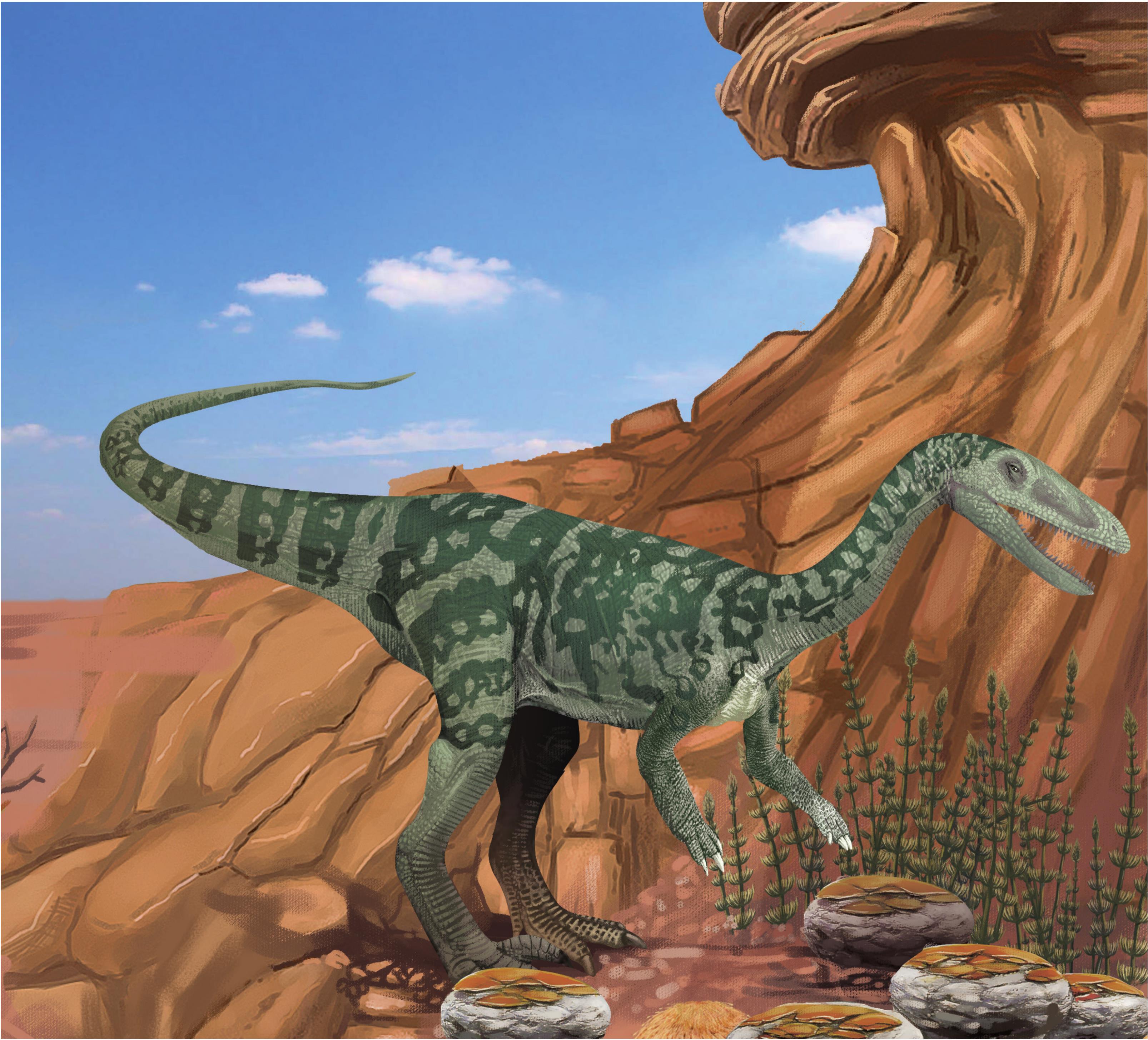 目前发现生存时间最早的恐龙有三种,分别是:丁字龙,埃雷拉龙和始盗龙