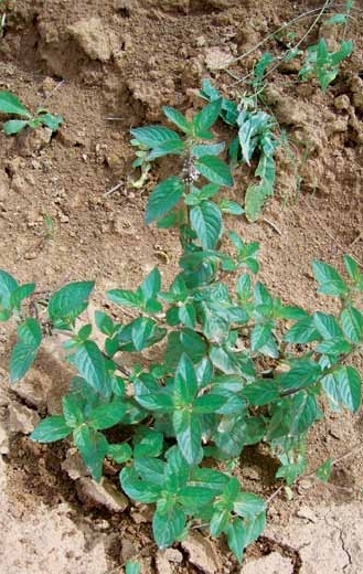 中国野菜400种原色图鉴 中国野菜400种原色图鉴