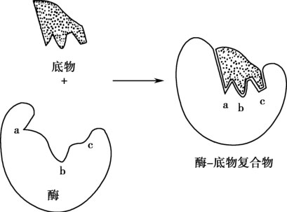 图3-4 酶-底物结合的诱导契合作用