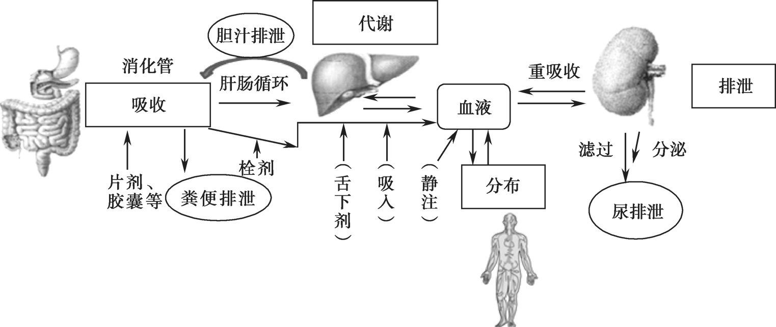 第一节 药物的体内过程
