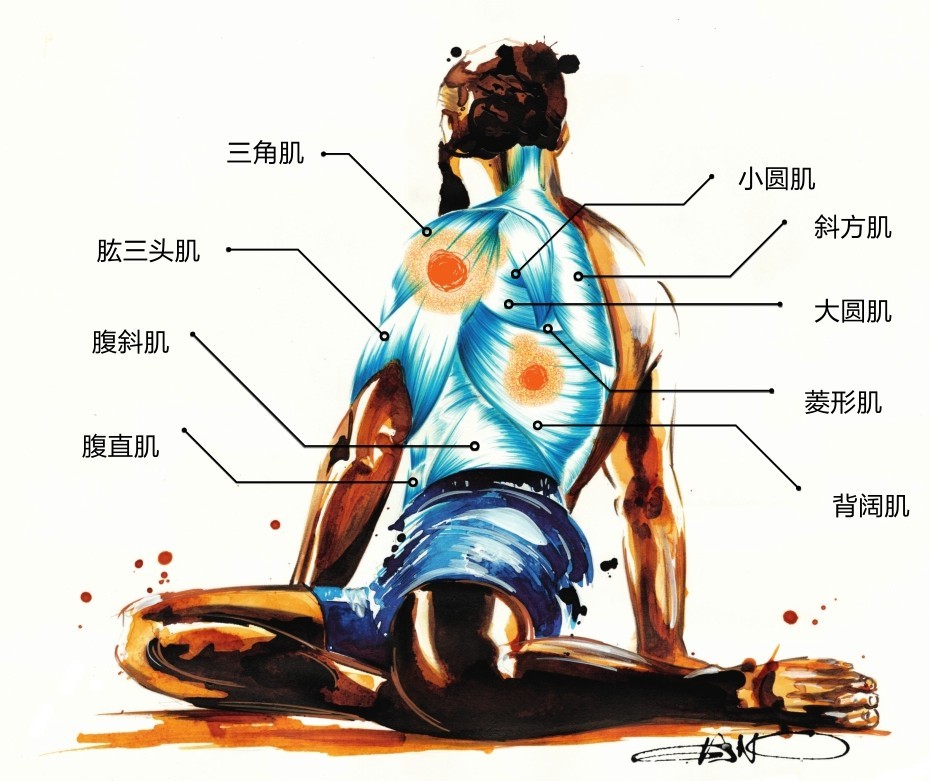三角肌肱三头肌小圆肌斜方肌腹斜肌大圆肌腹直肌菱形肌背阔肌