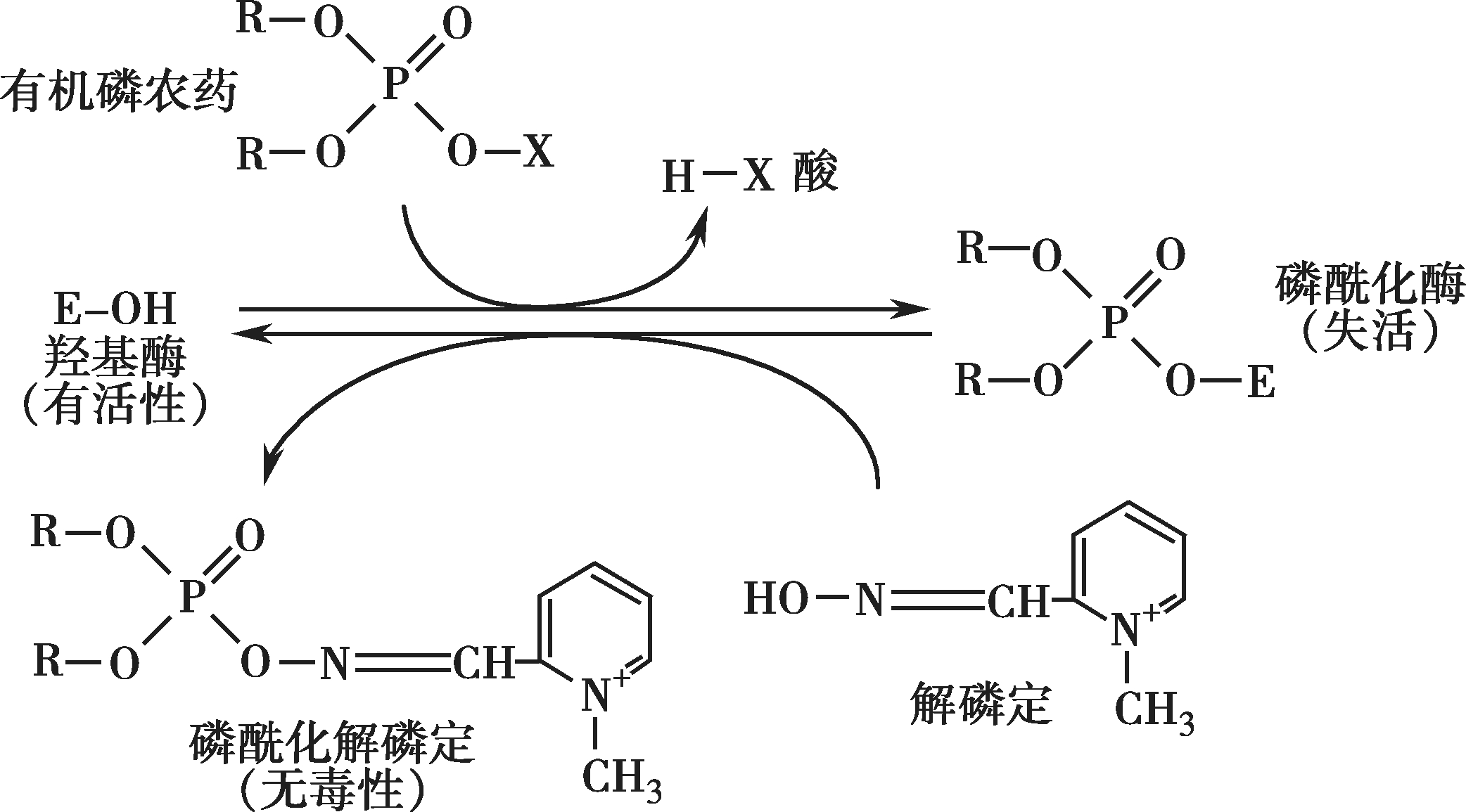 图4-13 有机磷农药对羟基酶的抑制和解磷定的解抑制