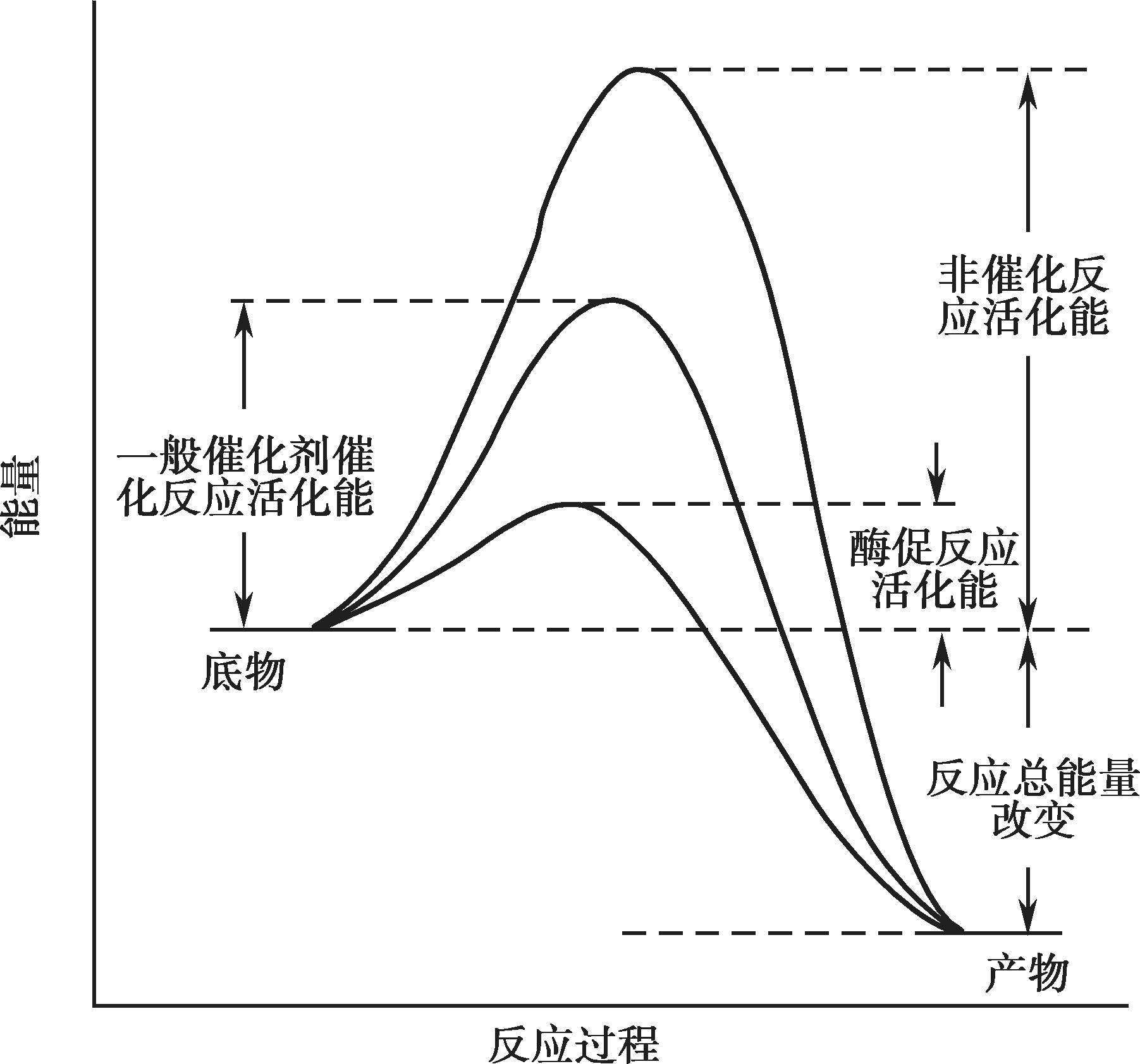 图4-6 酶与一般化学催化剂降低反应活化能示意图