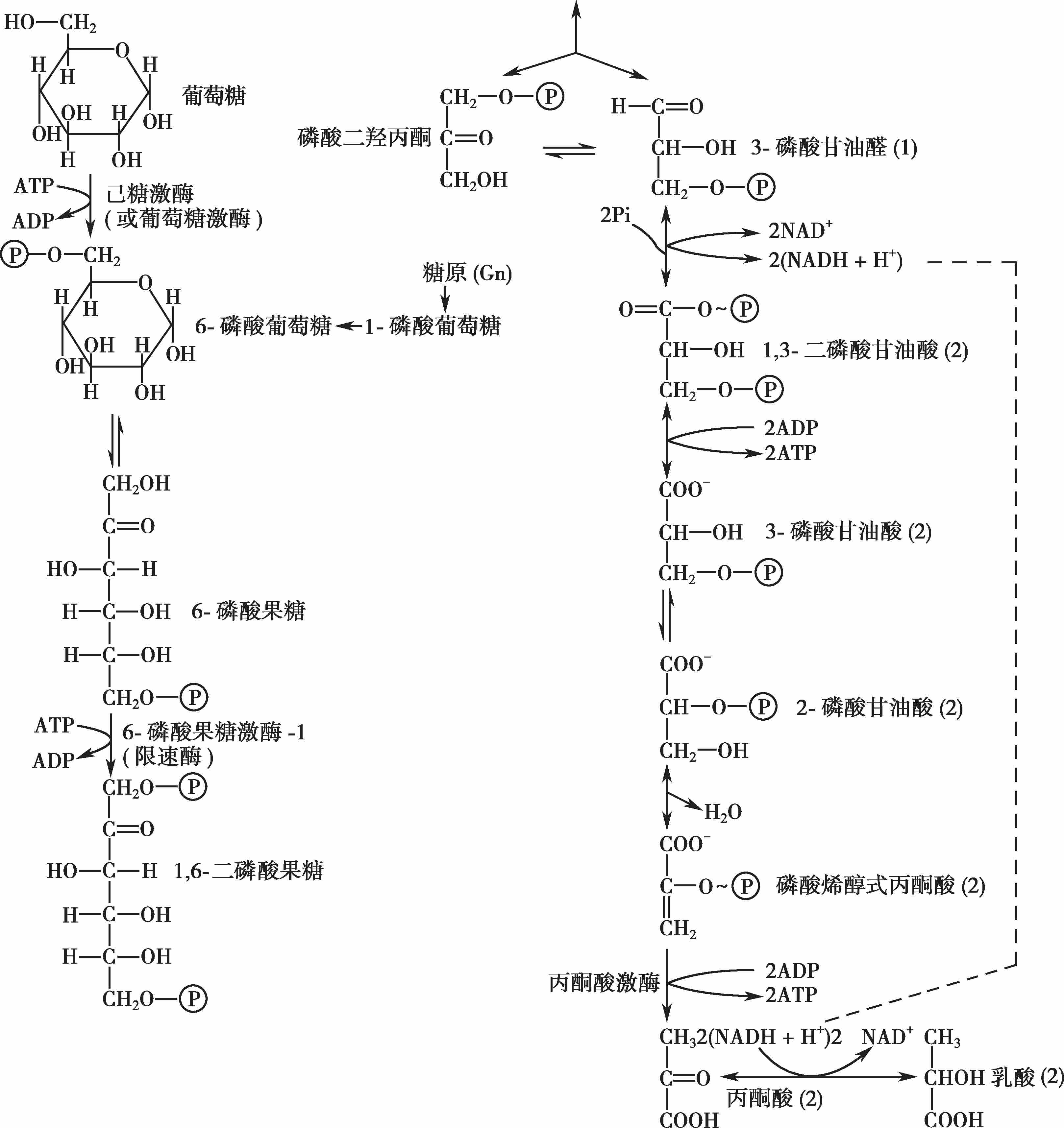糖酵解的过程示意图-千图网