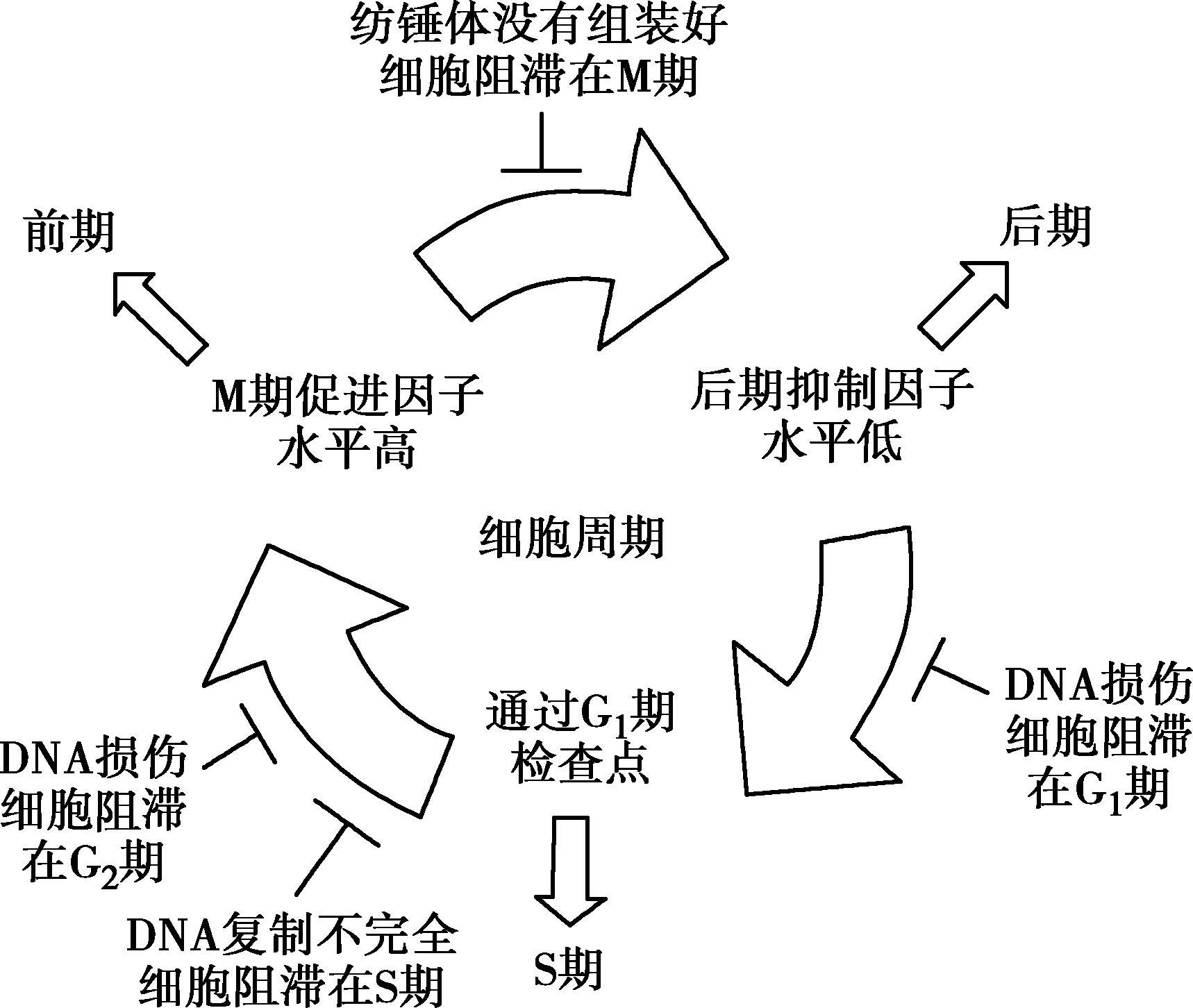 泌尿系肿瘤药物治疗学最新章节 程跃著 掌阅小说网