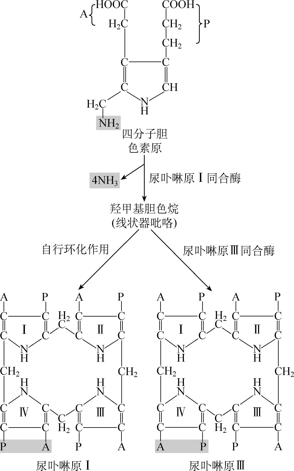 圖3-6-7 膽色素原轉變成尿卟啉原