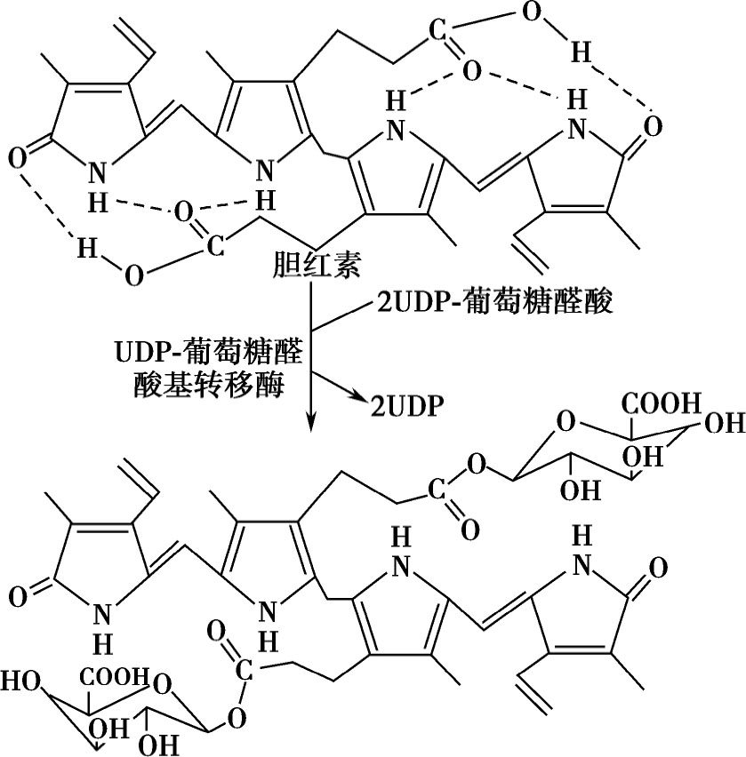 在udp-葡萄糖醛酸基转移酶(udp-glucuronyl transferase,ugt)的催化下