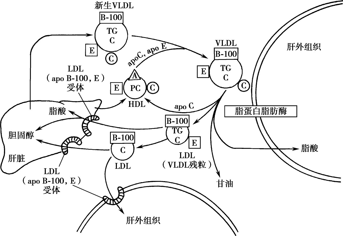 图3-4-3 极低密度脂蛋白代谢