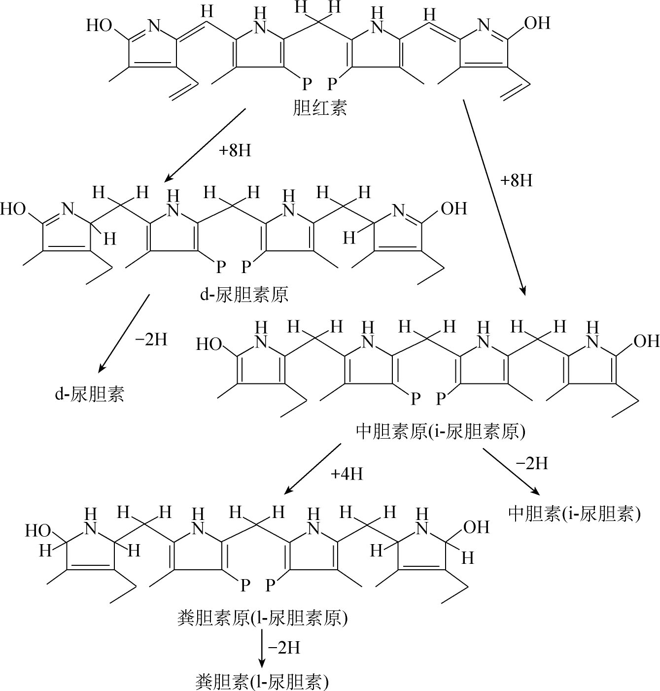 转变成游离胆红素,再逐步加氢还原成为d-尿胆素原(d-urobilinogen,中